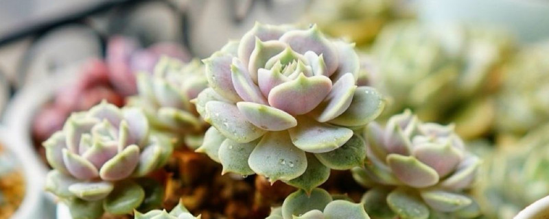 多肉植物出锦的方法 发财农业网