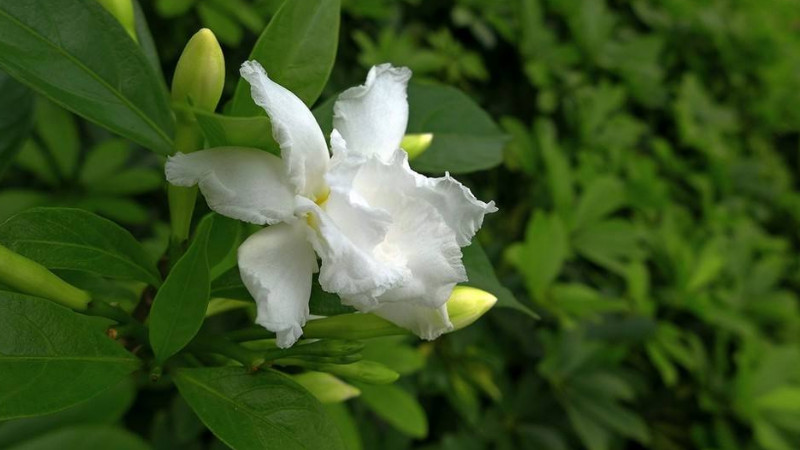 栀子花花期怎么浇水