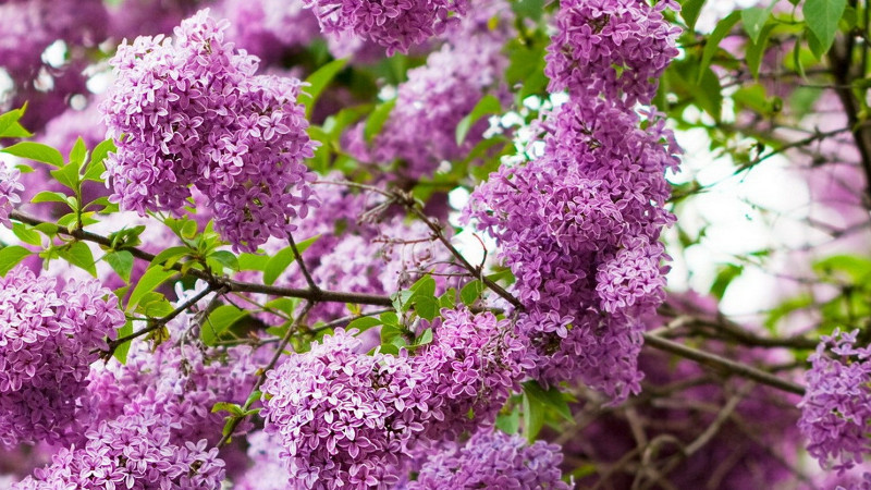 紫丁香花种植技术 发财农业网