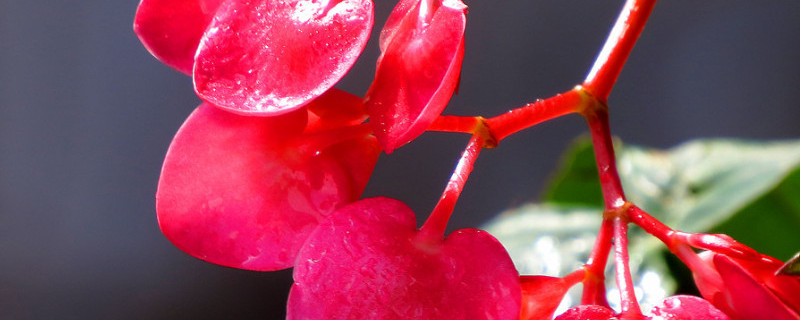 竹节海棠换盆怎么浇水