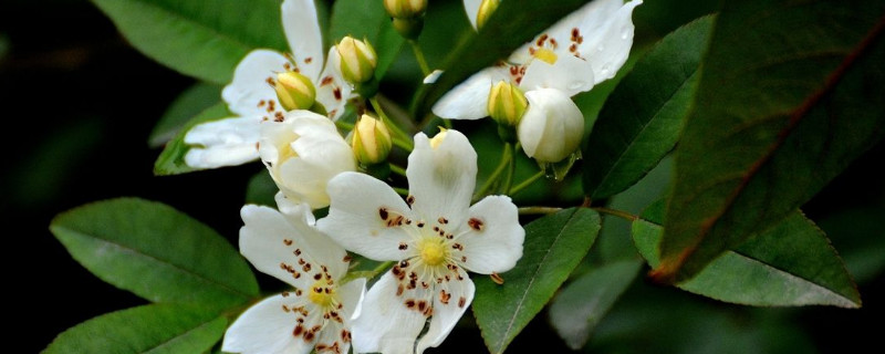 七里香花和海桐花区别