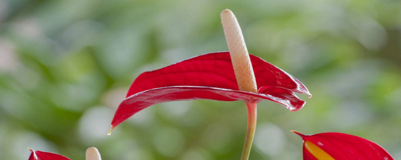 红掌花枯萎了怎么办