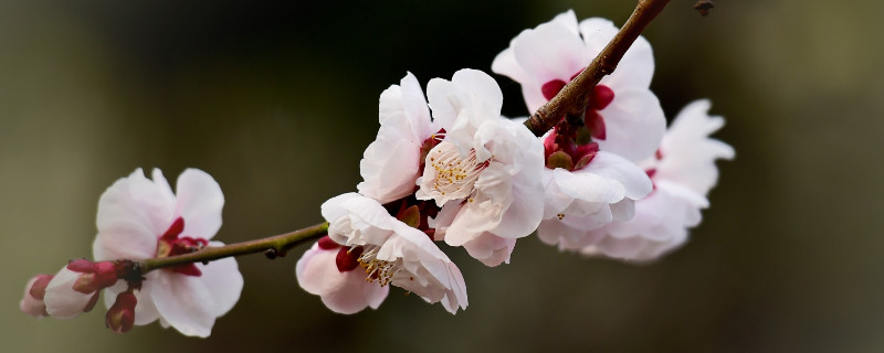 梅花放在哪里比较好