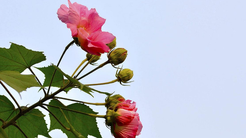 怎样给芙蓉花剪枝