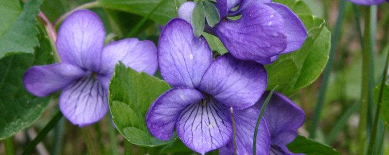 紫罗兰鲜花切养护方法