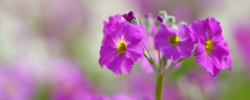 樱花草花语