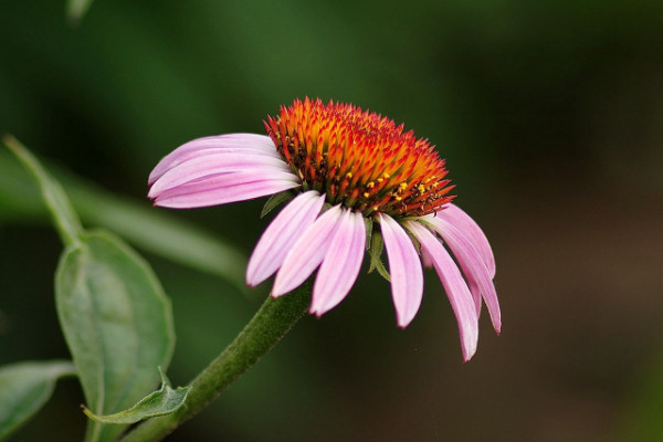 怎样养松果菊