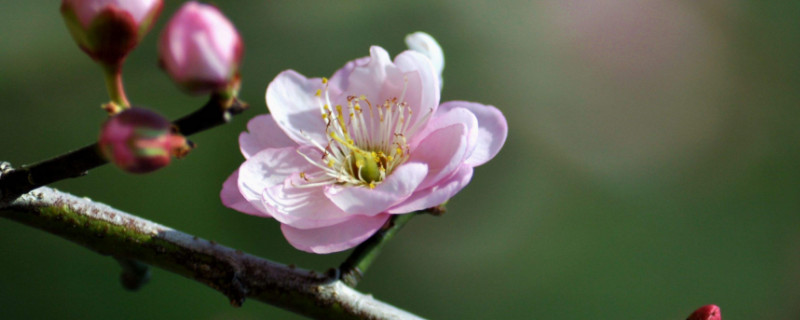 花中君子是哪四种花