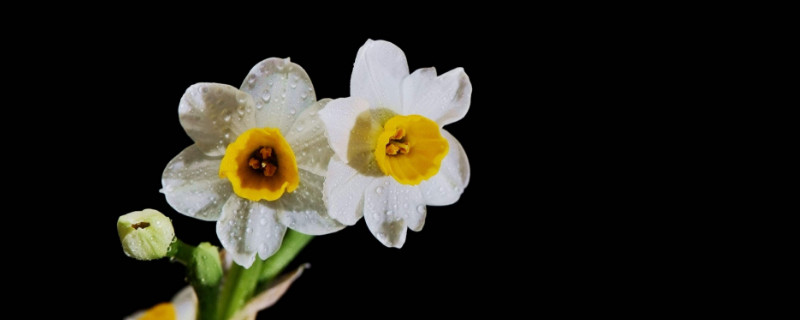 水仙开完花后怎么处理