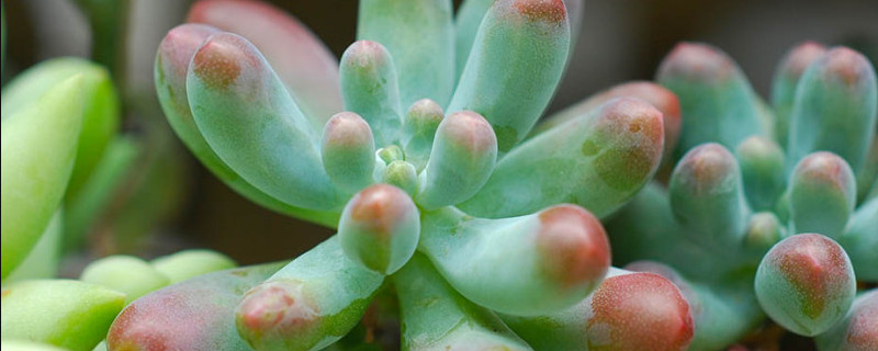 肉植物什么时候换盆