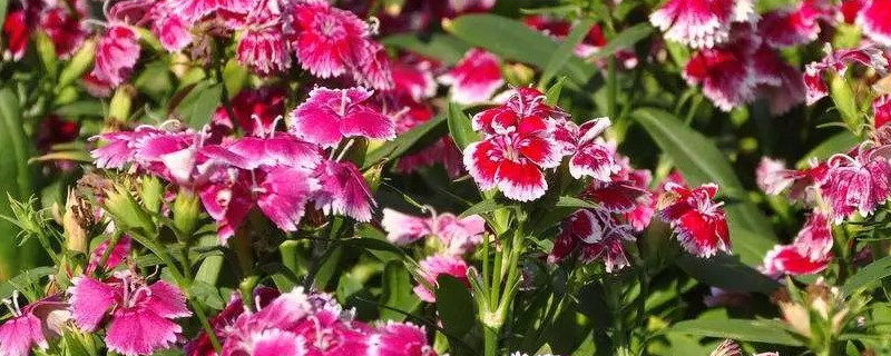石竹花繁殖方法