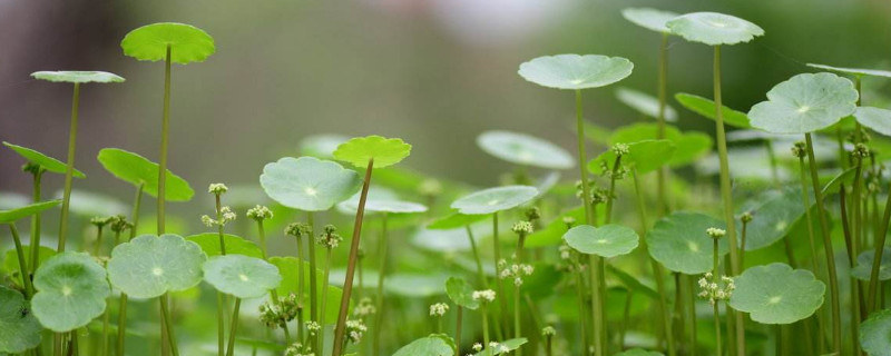 香菇草有毒吗