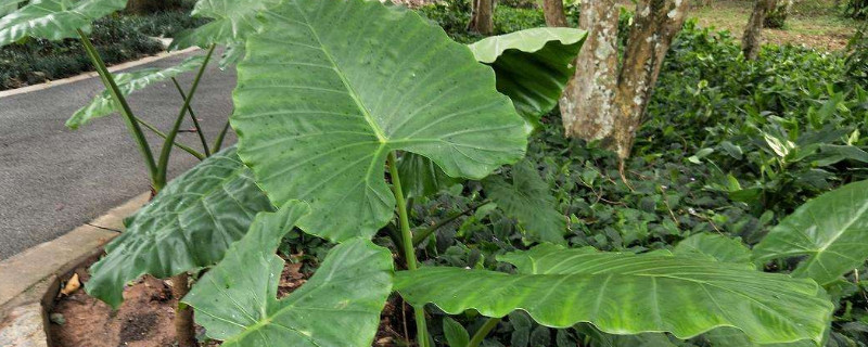 大野芋怎样盆养