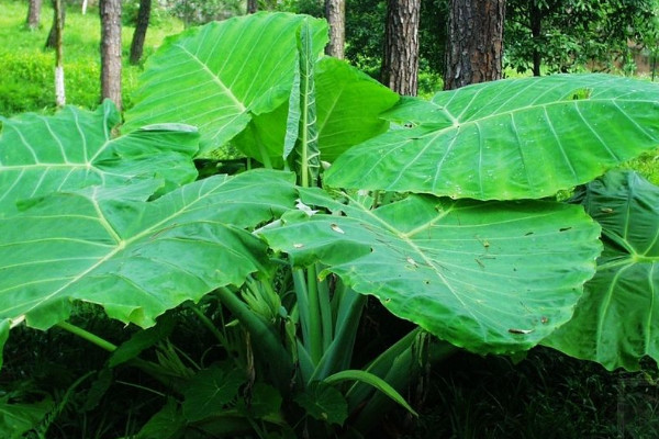 大野芋怎样盆养