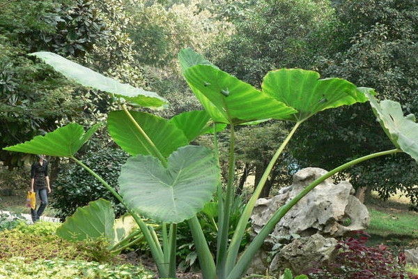 大野芋怎样盆养