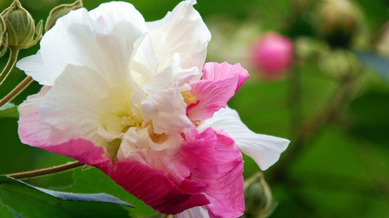 盆栽芙蓉花怎样繁殖