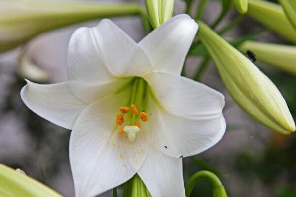 百合花花茎软怎么办