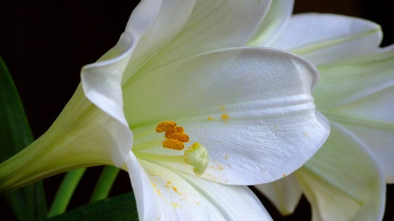 百合花花茎软怎么办