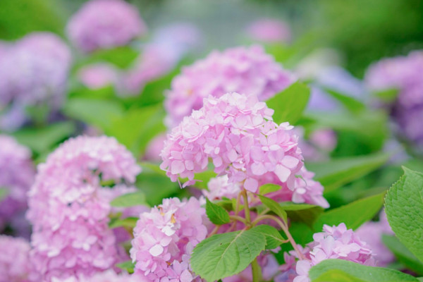 绣球花夏天怎么养护