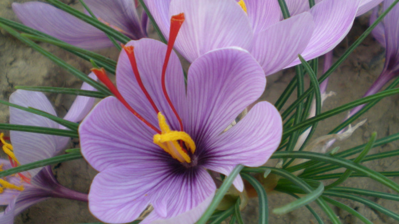 藏红花养殖条件