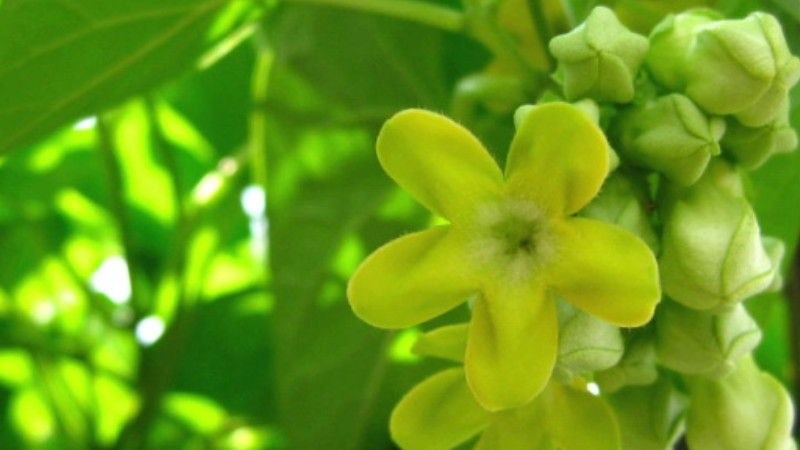 菜用夜香花栽培技术 发财农业网