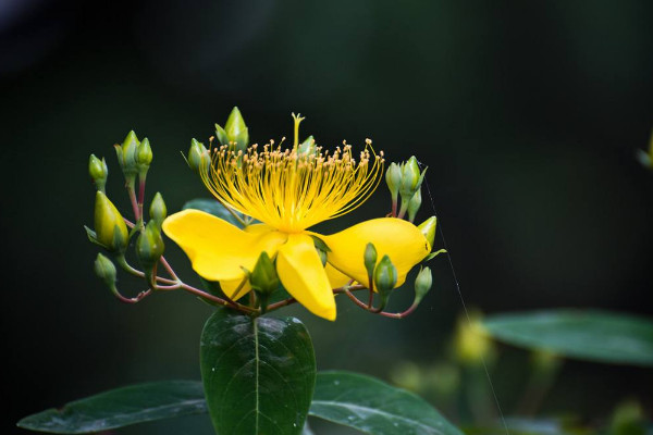 金丝桃花花语