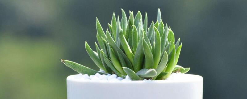 照波的养殖方法