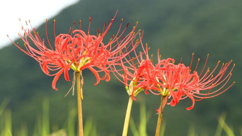 红花石蒜和彼岸花的区别