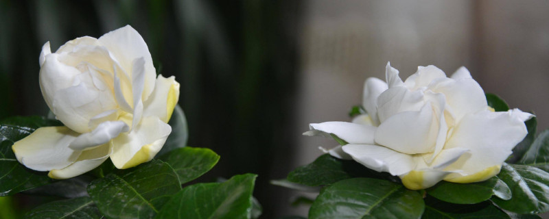 小叶栀子花的养殖修剪