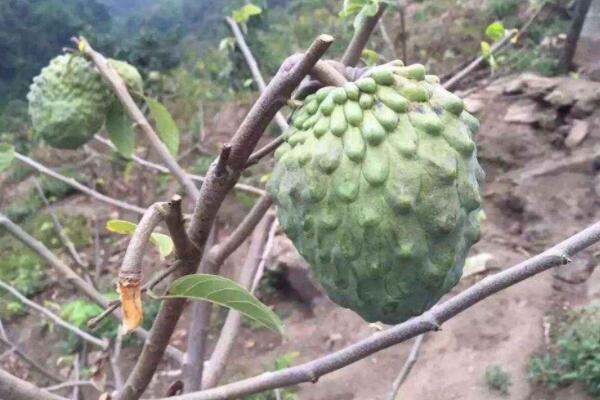 番荔枝促花使用方法