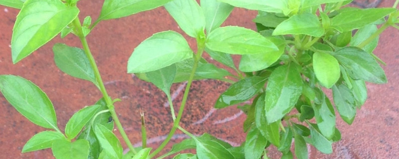 金不换和荆芥一样吗