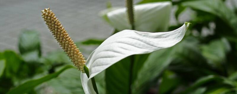 白鹤芋的种植方法