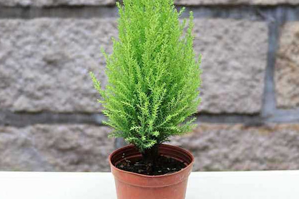 香松变干怎么救