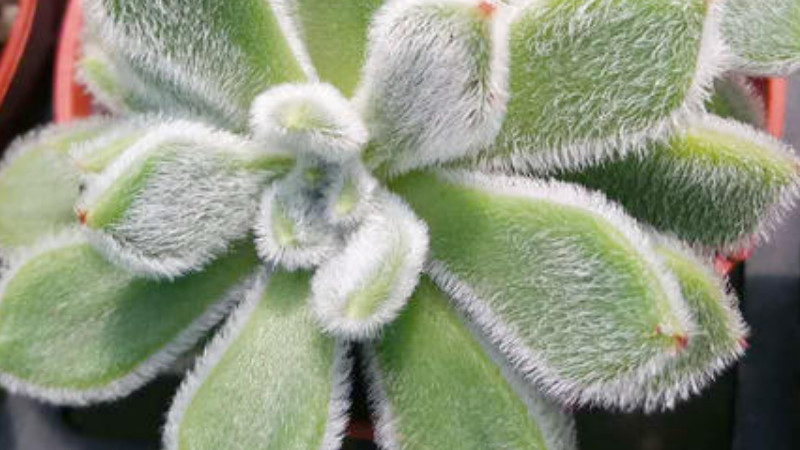 猫耳朵植物怎么养