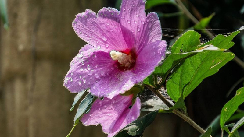 木槿花叶子掉光能活吗