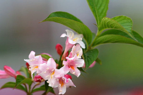 锦带花为什么不开花