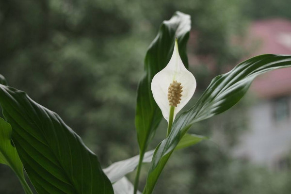 白鹤芋和马蹄莲的区别