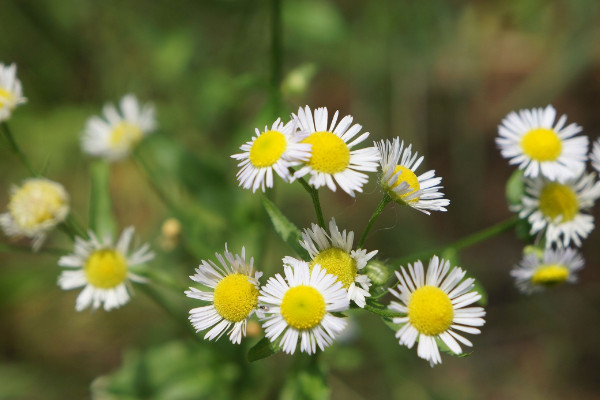 小雏菊怎么晾干花