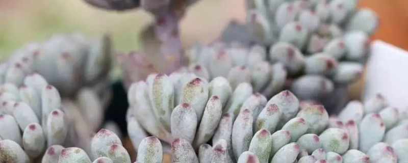 蓝豆徒长怎么办