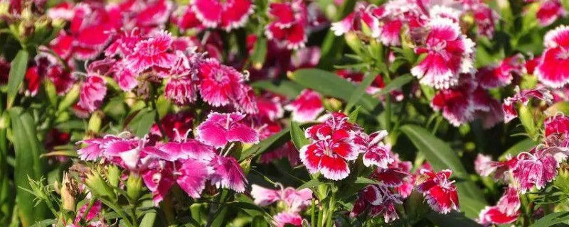 石竹花功效