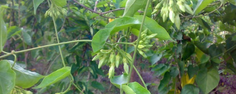 食用夜香花的种植