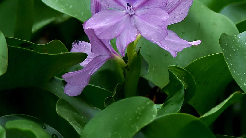 水葫芦怎么老烂