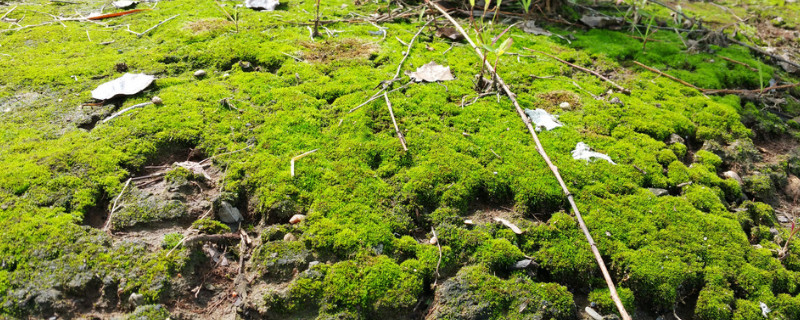 苔藓和青苔的区别