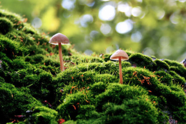 苔藓和青苔的区别