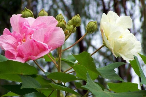 怎么用芙蓉花叶繁殖