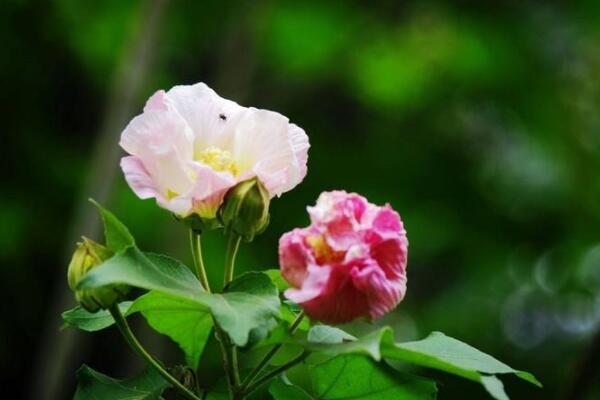 草本芙蓉花怎么繁殖