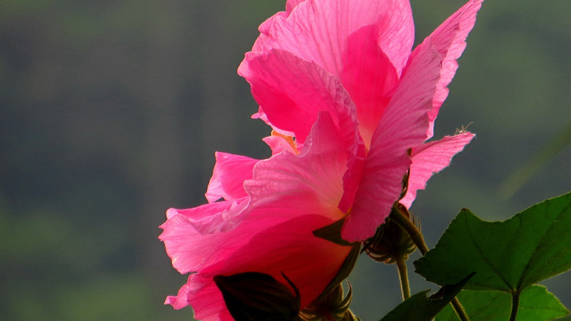 水培芙蓉花的养殖方法