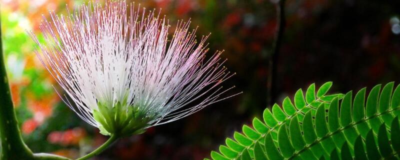 合欢花与芙蓉花的区别