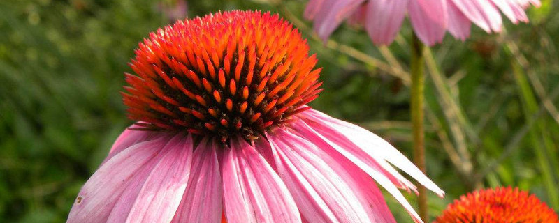 松果菊开花后怎样修枝