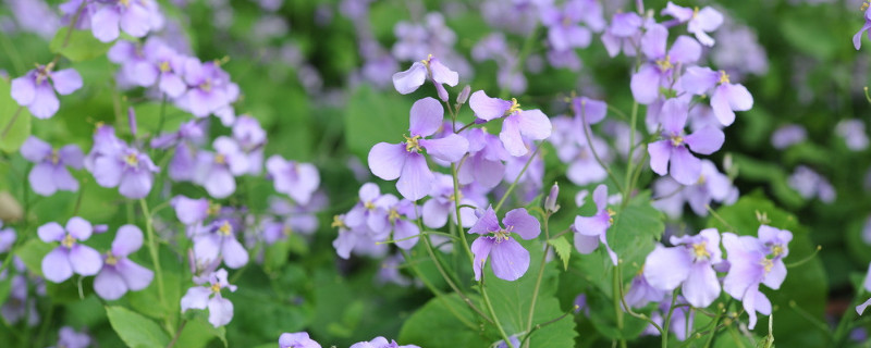 诸葛菜是什么花